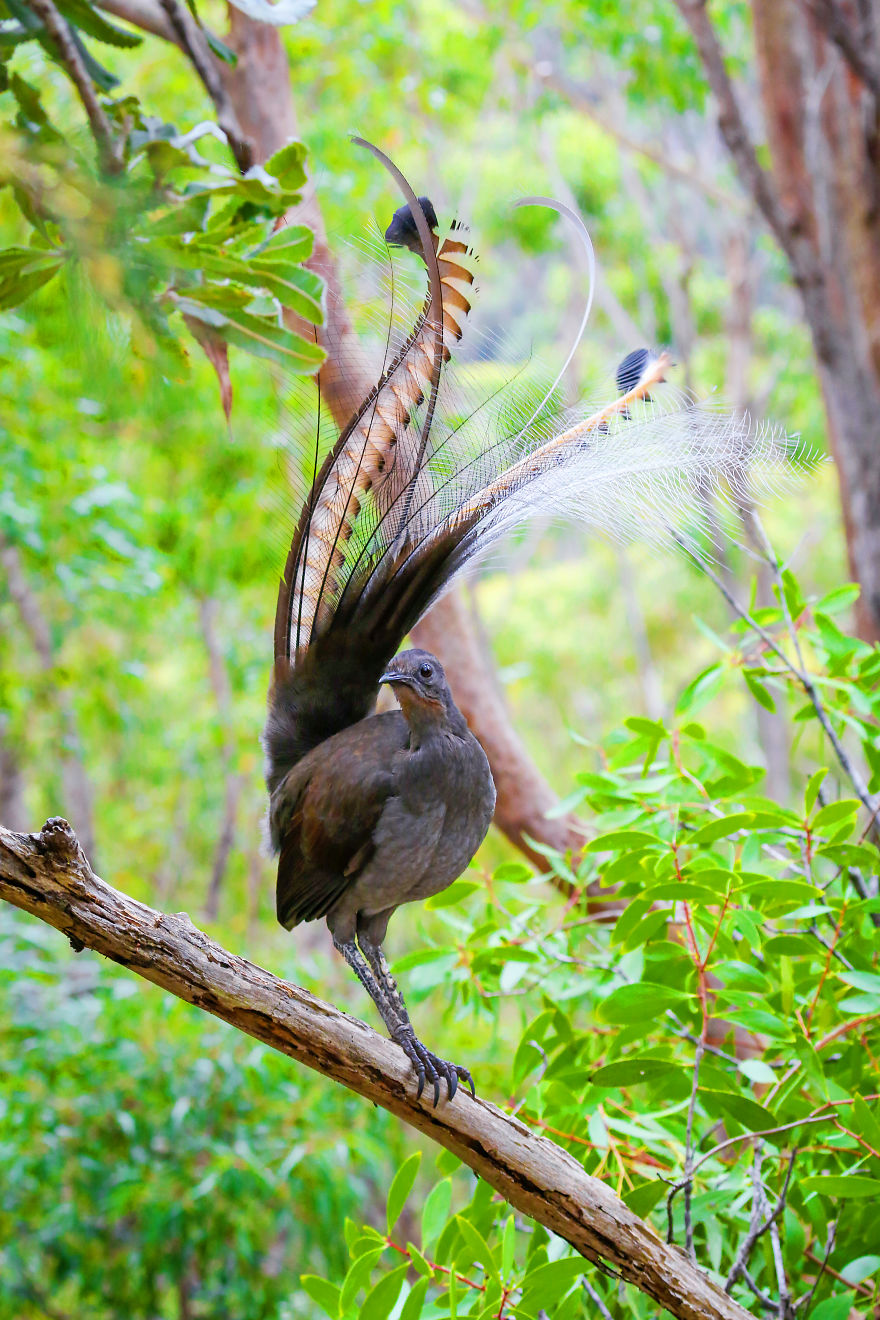 Коричневая птица с длинным хвостом. Австралийский лирохвост. Лирохвост в Австралии. Животные Австралии лирохвост. Лирохвост птица птица Австралия.