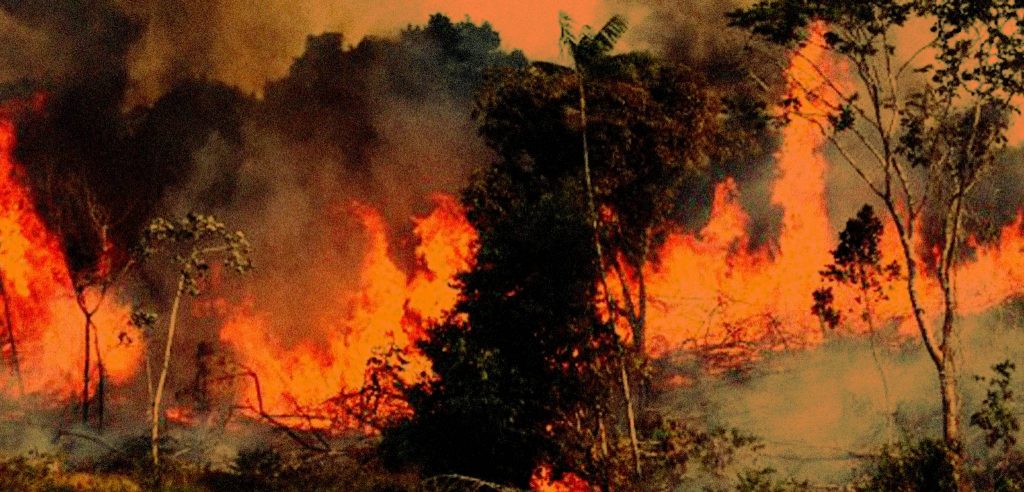 غابات الأمازون لا تحترق بل يتم احراقها معلومة