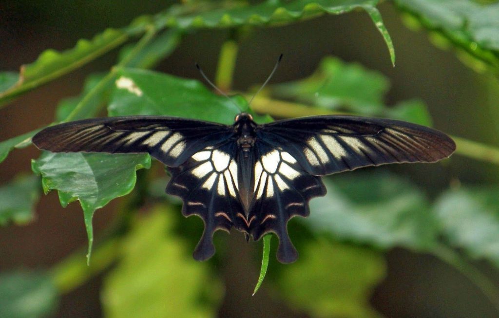 الفراشة السريلانكية
