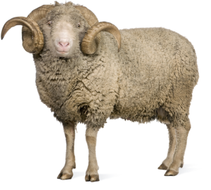 Portrait Of A Brown-headed Sheep (lamb) Looking At The Camera, Close-up Of  Eid Sheep, Eid Al-Adha Sacrifice, Lamb Meat, Sheep Grazing In Saudi Arabia