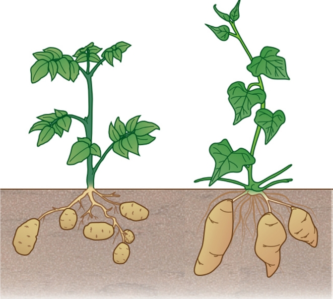 لماذا يعد نبات السوس سريع الانتشار