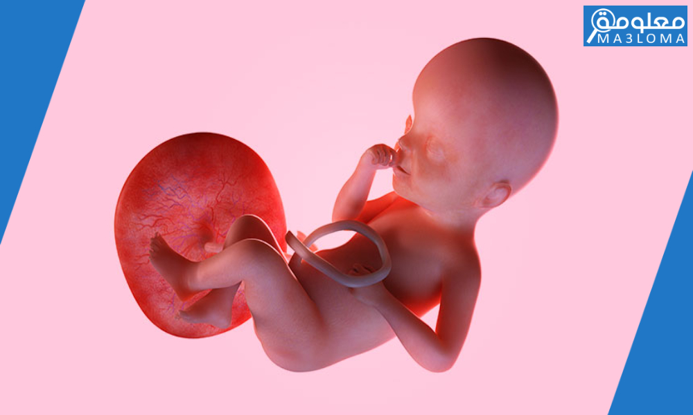 حل لغز غشاء الجنين الذي يخرج معه عند الولادة كلمات متقاطعة